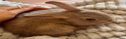 Netherland Dwarf rabbits for sale: Male Netherland dwarf/ female dwarf lop in Ilfracombe - Advert 1