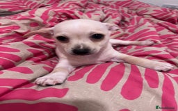 Mixed Breed dogs for sale: 2 Beautiful chihuahua boys needing a loving home  - Advert 3