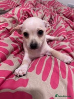 Mixed Breed dogs 2 Beautiful chihuahua boys needing a loving home - Advert 13
