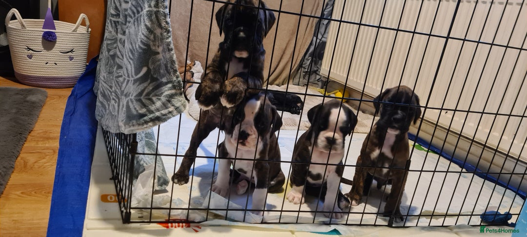 Boxer dogs for sale:  Puppies KC – Exceptional Champion Bloodlines 🐾 - Image 13