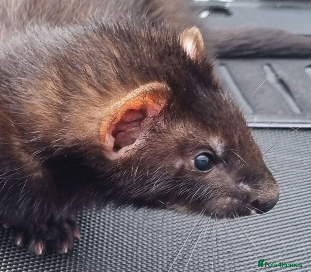 Ferret rodents Black self kit  - Advert 4