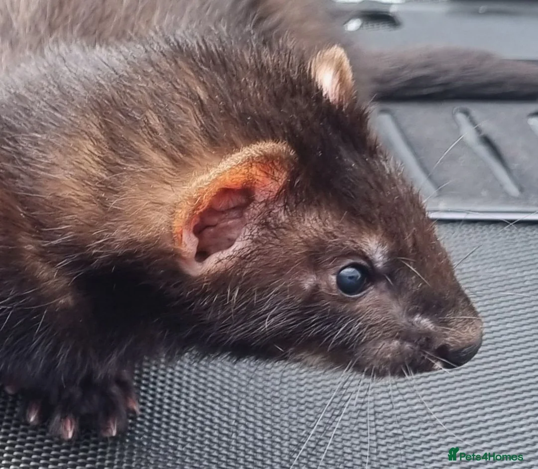 Ferret rodents for sale: Black self kit  in Newport - Advert 1