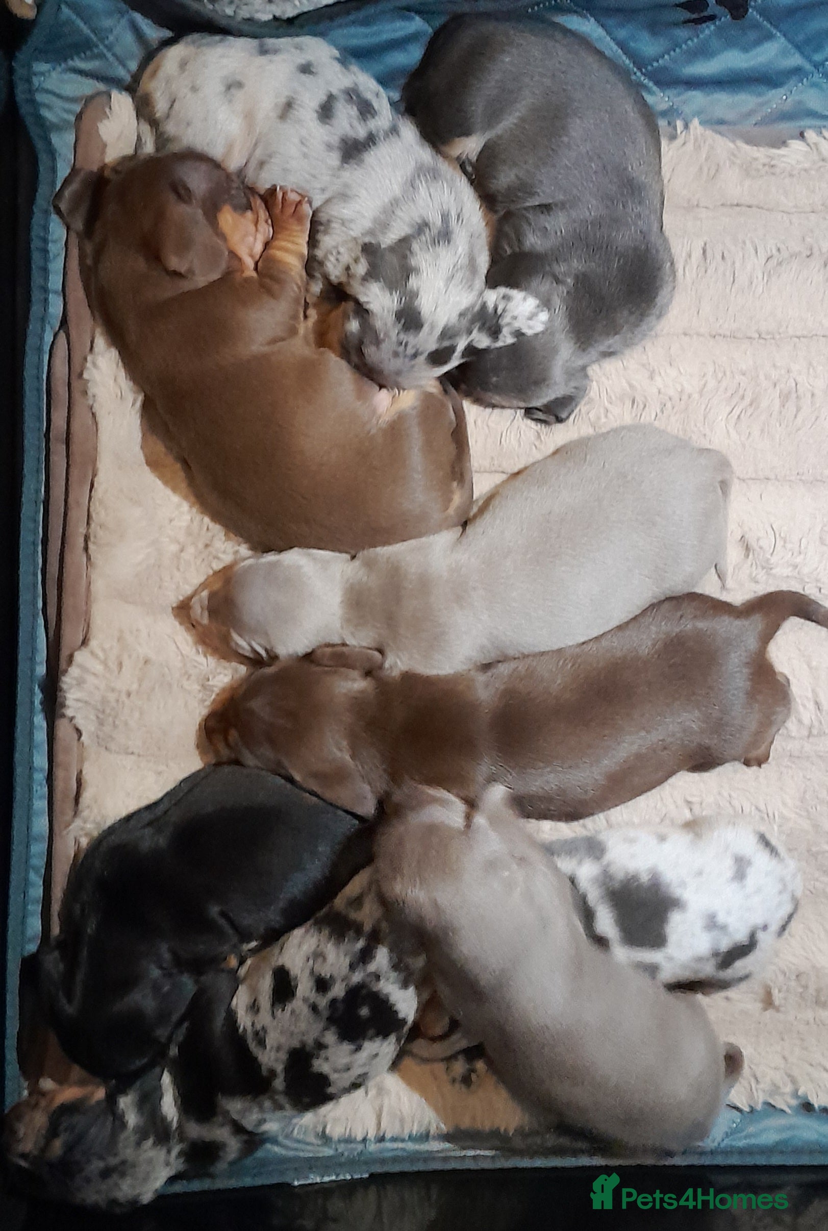 Miniature Dachshund dogs 2 males left - 9 KC registered mini dachshunds  - Advert 16