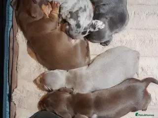 Miniature Dachshund dogs 2 males left - 9 KC registered mini dachshunds - Advert 4