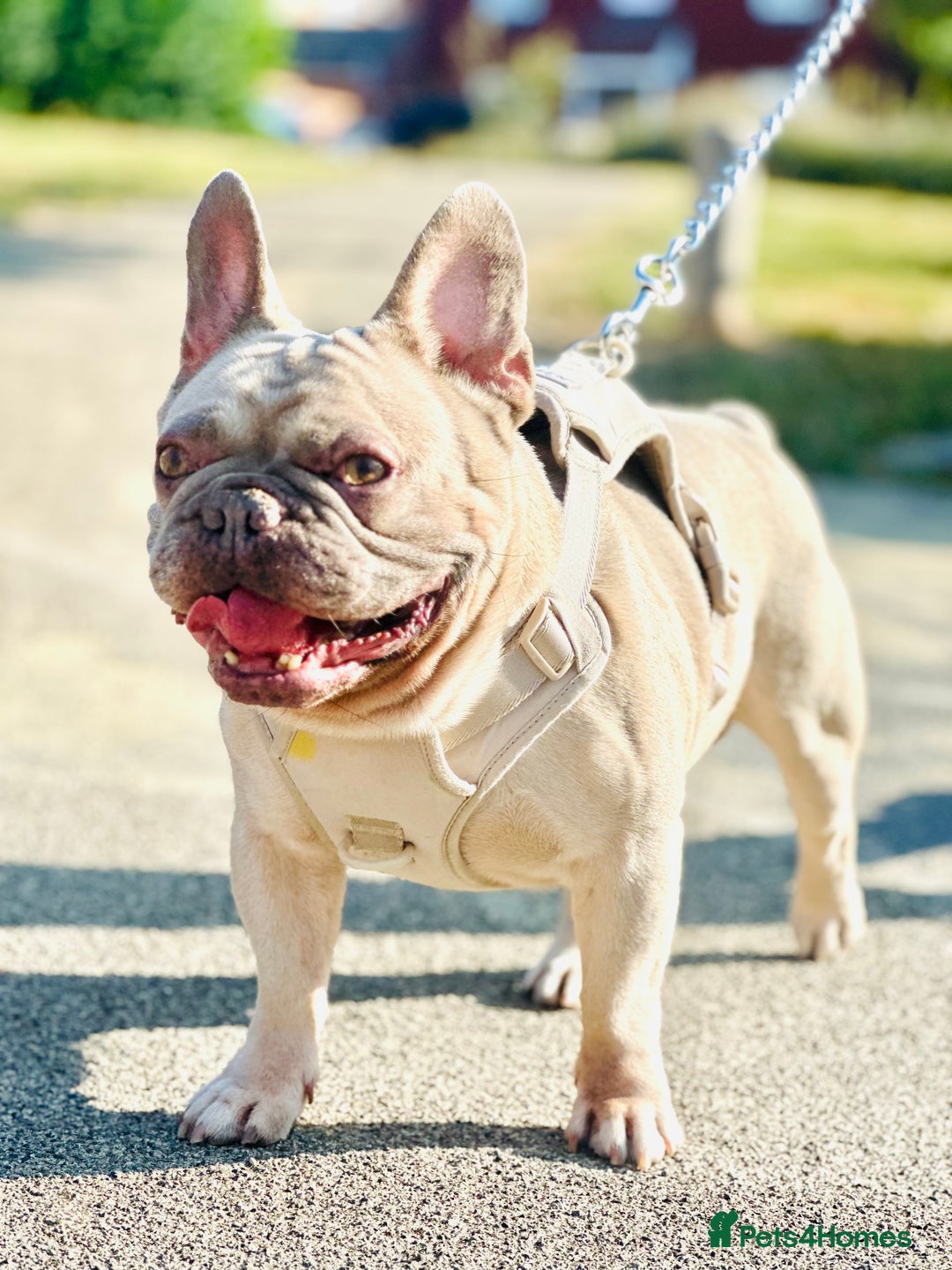 French Bulldog dogs for sale: 🩵loski 🩵 - Image 2