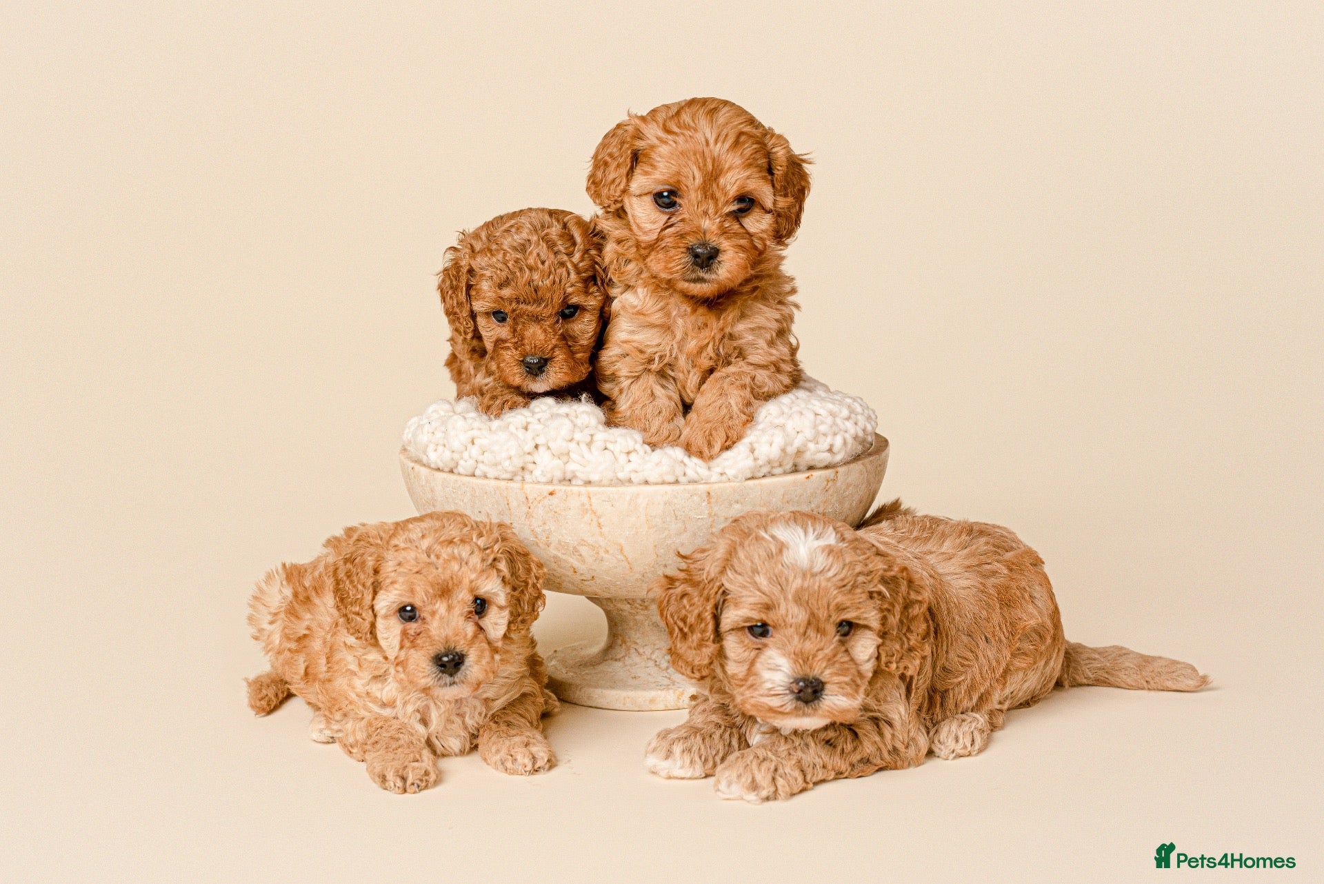 Cavapoo dogs Beautiful F1b Cavapoo Puppies - Advert 14