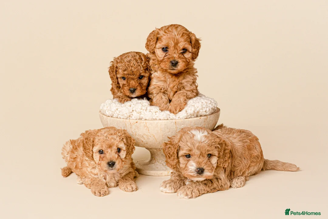 Cavapoo dogs for sale: Beautiful F1b Cavapoo Puppies - Advert 1