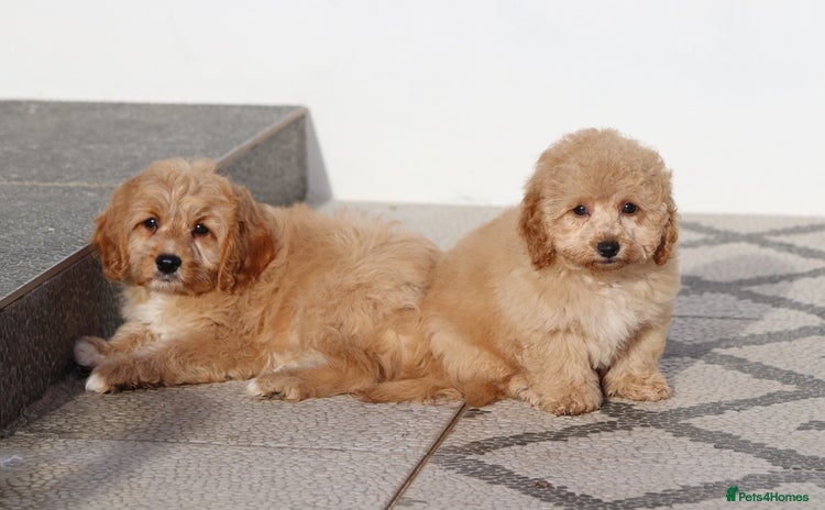 Cavapoo dogs F1 Cavapoo puppies for sale FULLY VACCINATED - Advert 3