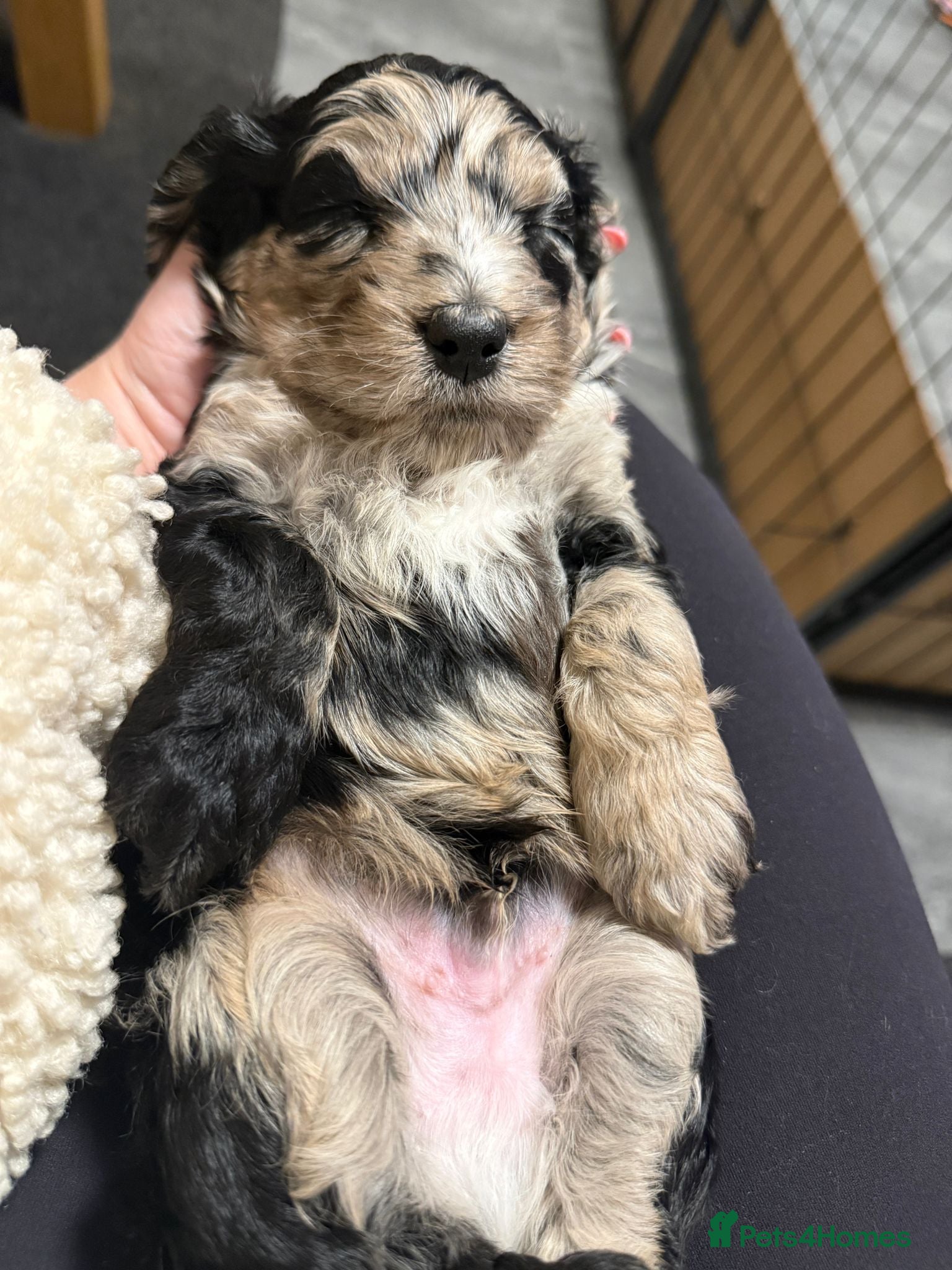 Cockapoo dogs F1 Cockapoo Puppies - Advert 2