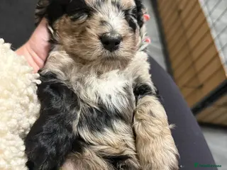 Cockapoo dogs F1 Cockapoo Puppies - Advert 2