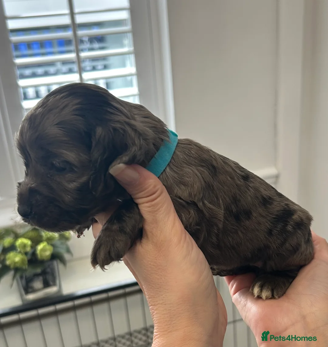 Cocker Spaniel dogs for sale: Beautiful cocker spaniel puppies  - Advert 1
