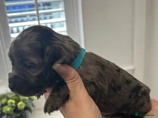 Cocker Spaniel dogs Beautiful cocker spaniel puppies - Advert 2