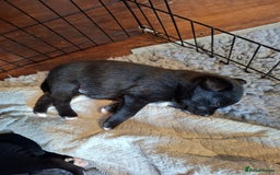 Borador dogs for sale: Borador puppies - Image 4