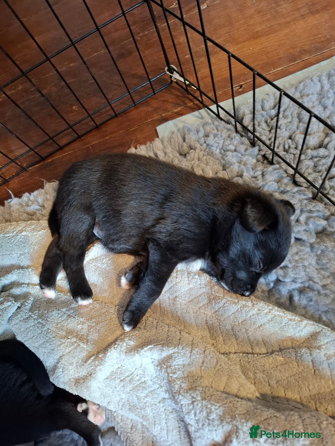 Borador dogs for sale: Borador puppies - Image 4