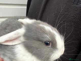 Mini Lop rabbits Pure Bred Mini Lop Babies - Advert 1
