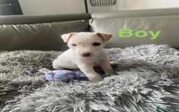 Parson Russell dogs for sale: Parson Russell puppies - Image 3