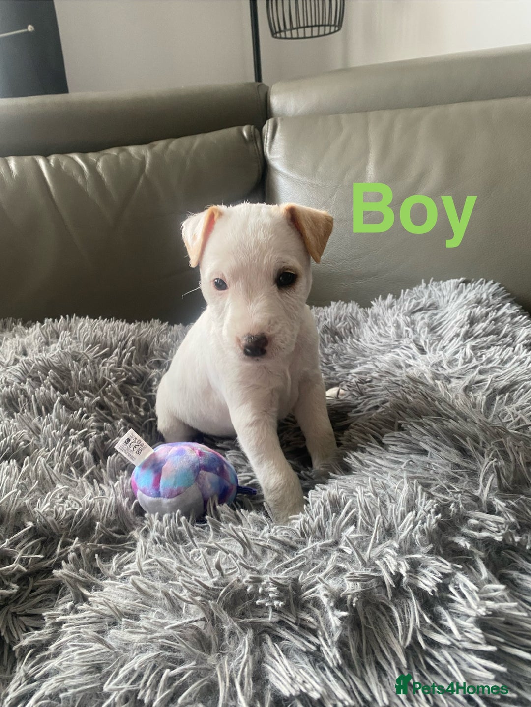 Parson Russell dogs for sale: Parson Russell puppies - Image 3