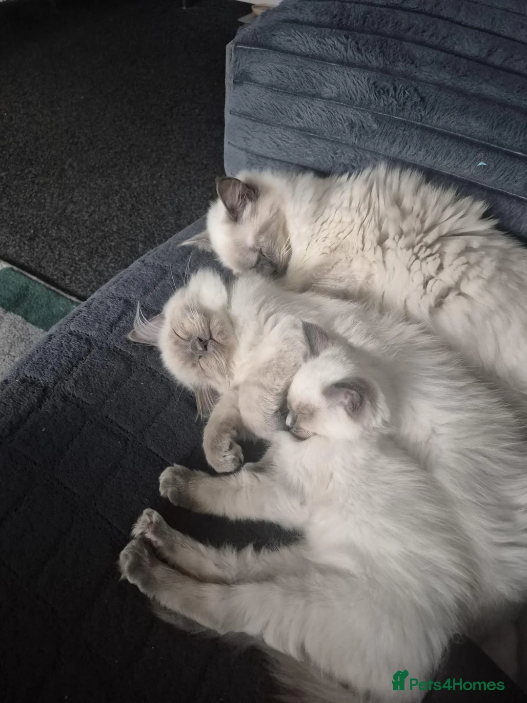 Ragdoll cats for sale: Blue Ragdoll boy - Advert 2