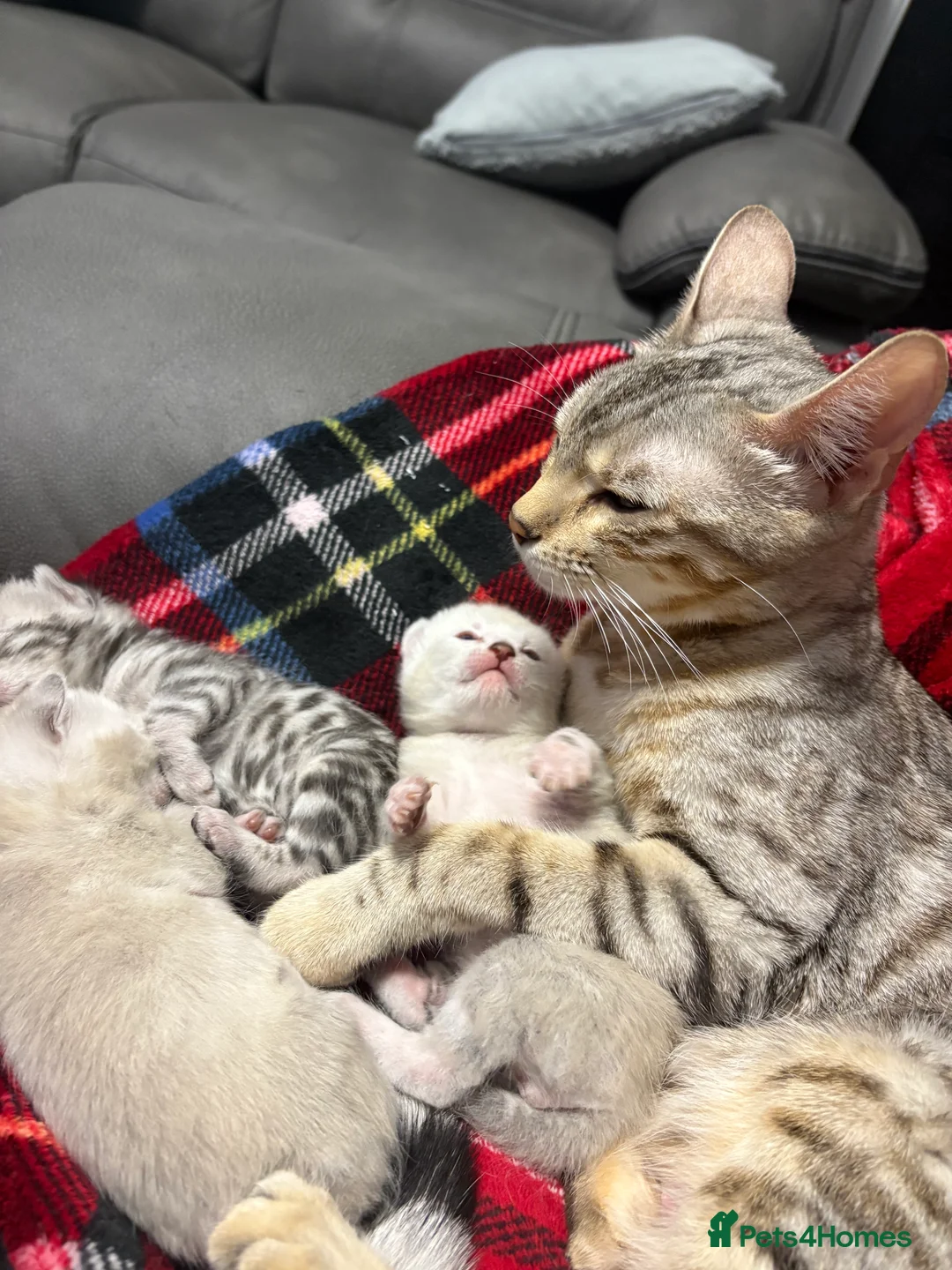 Bengal cats for sale: Bengal tiger kittens  - Advert 1