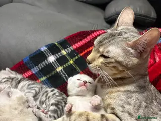 Bengal cats Bengal tiger kittens - Advert 3