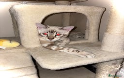 Bengal cats for sale: Snow Lynx Bengal - Image 2