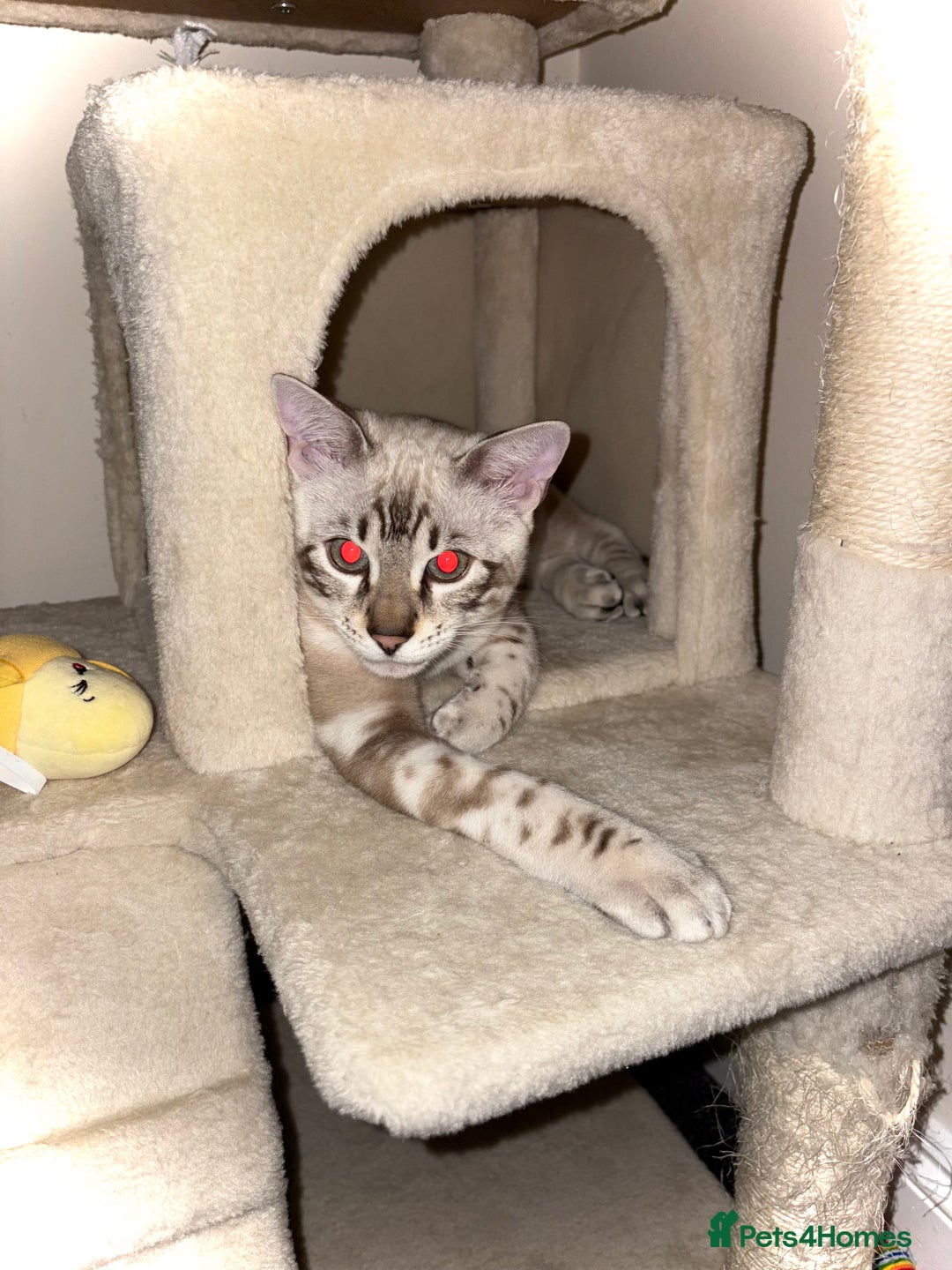 Bengal cats for sale: Snow Lynx Bengal - Image 2
