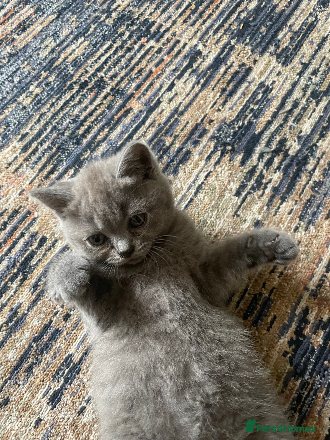 British Shorthair cats for sale: Four tiny heart-stealers looking for loving home - Image 2