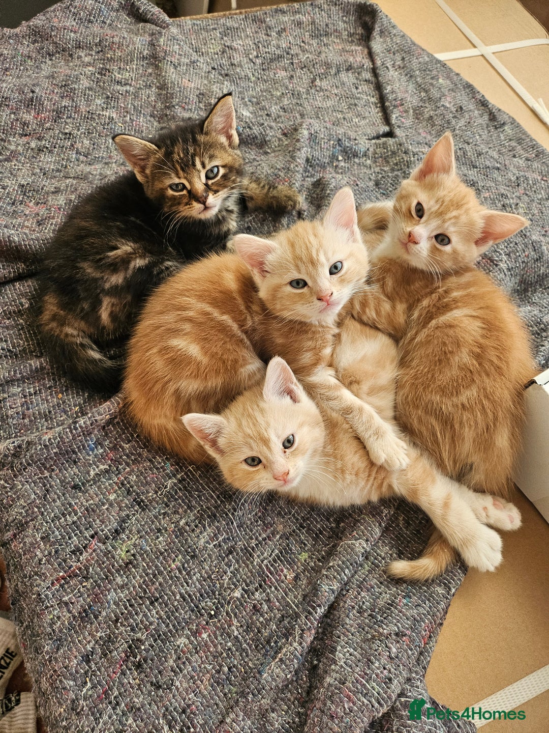 Mixed Breed cats for sale: Georous ginger female tabbies, grey tabby, torties - Advert 13