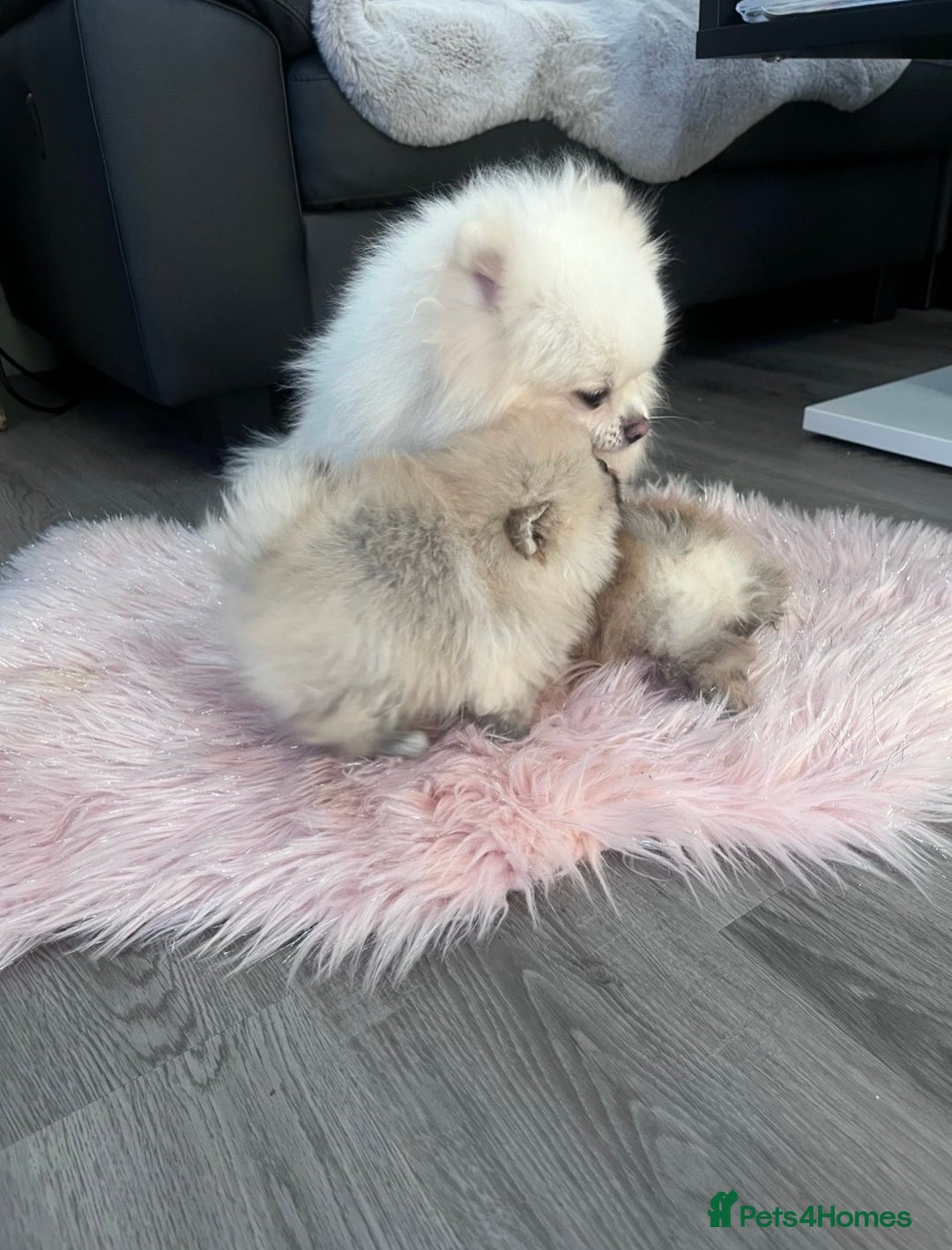 Pomeranian dogs for sale: 🔥Stunning 🐻Real Teddy Face🏆Quality  - Advert 20