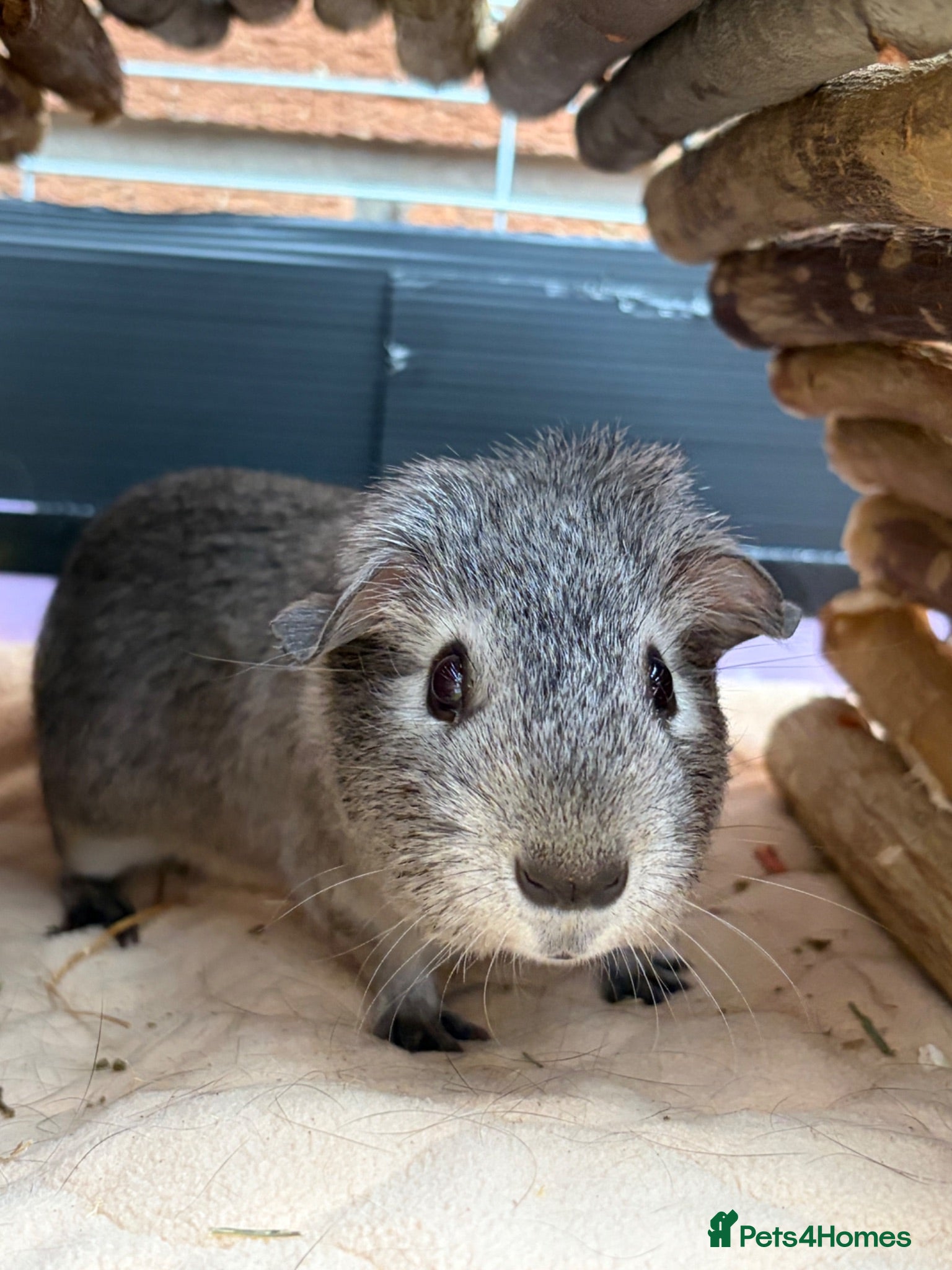 Guinea Pig rodents 2 bonded boars  - Advert 10