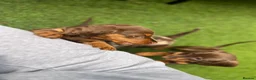 Miniature Dachshund dogs for sale: ONLY 2 LEFT! KC Registered Miniature Dachsunds - Advert 15