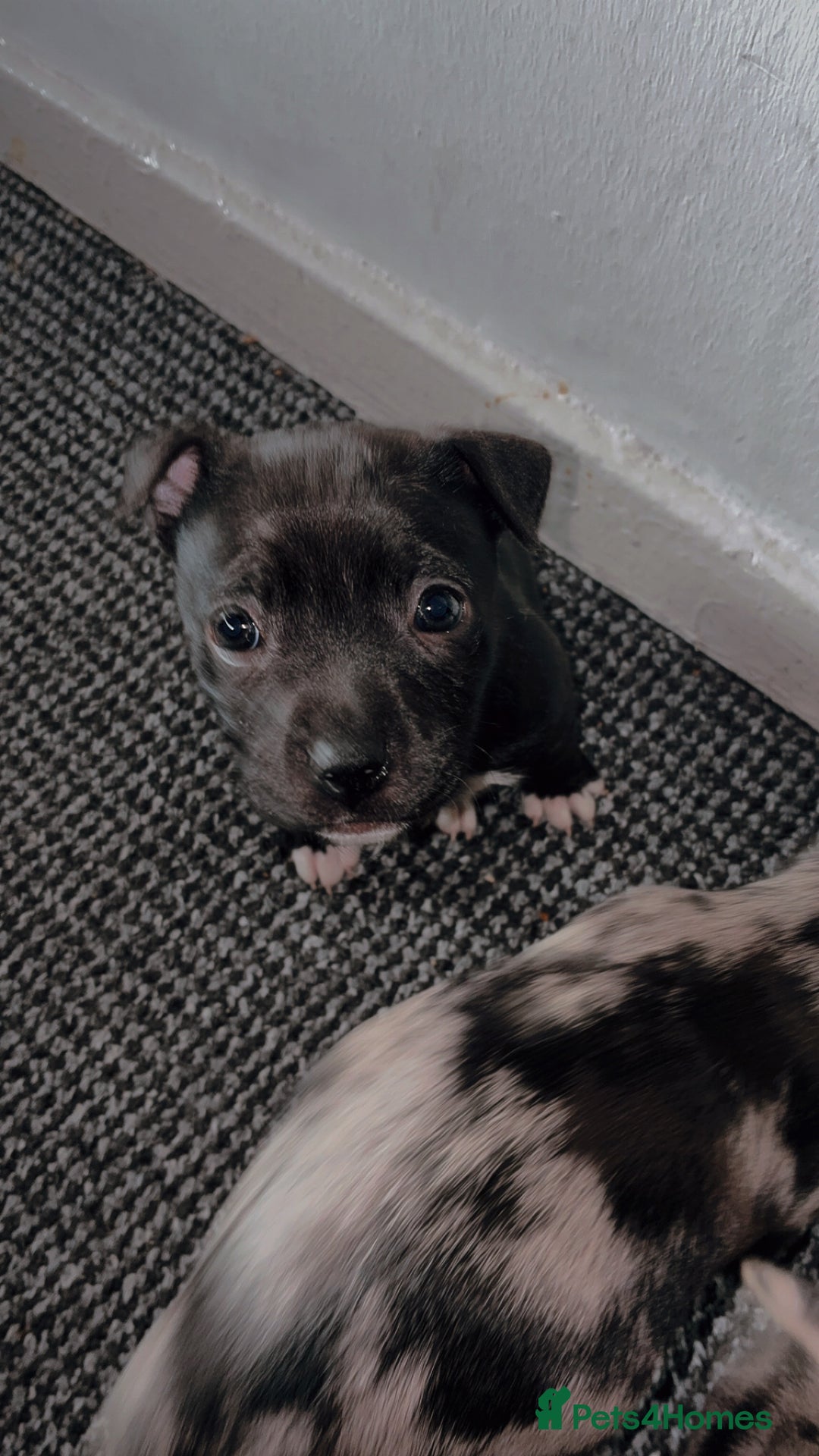 Mixed Breed dogs for sale: Bullypit/labrador pups for sale  - Advert 5