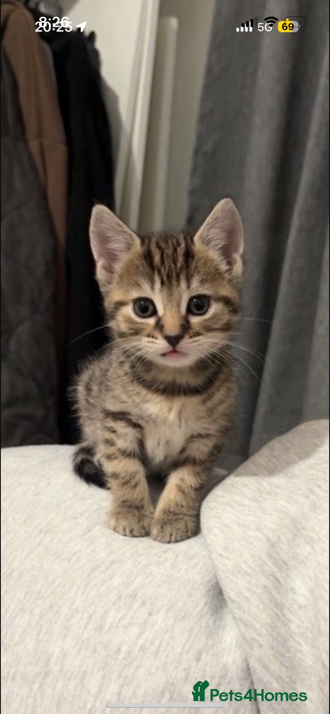 Mixed Breed cats for sale: 3 kittens for sale - Advert 5