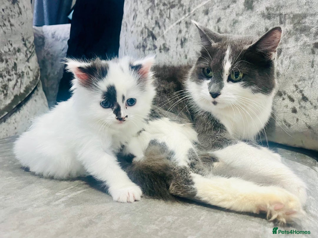 Ragdoll cats for sale: Stunning Ragdoll X Girl Kittens  - Image 2