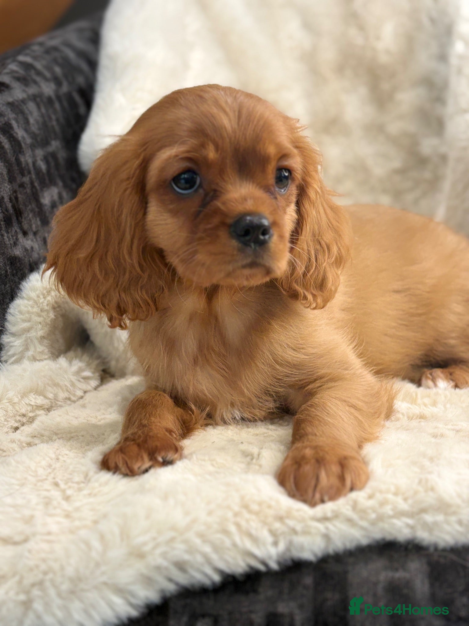 Cavalier King Charles Spaniel dogs Beautiful cavalier King Charles pups - Advert 1