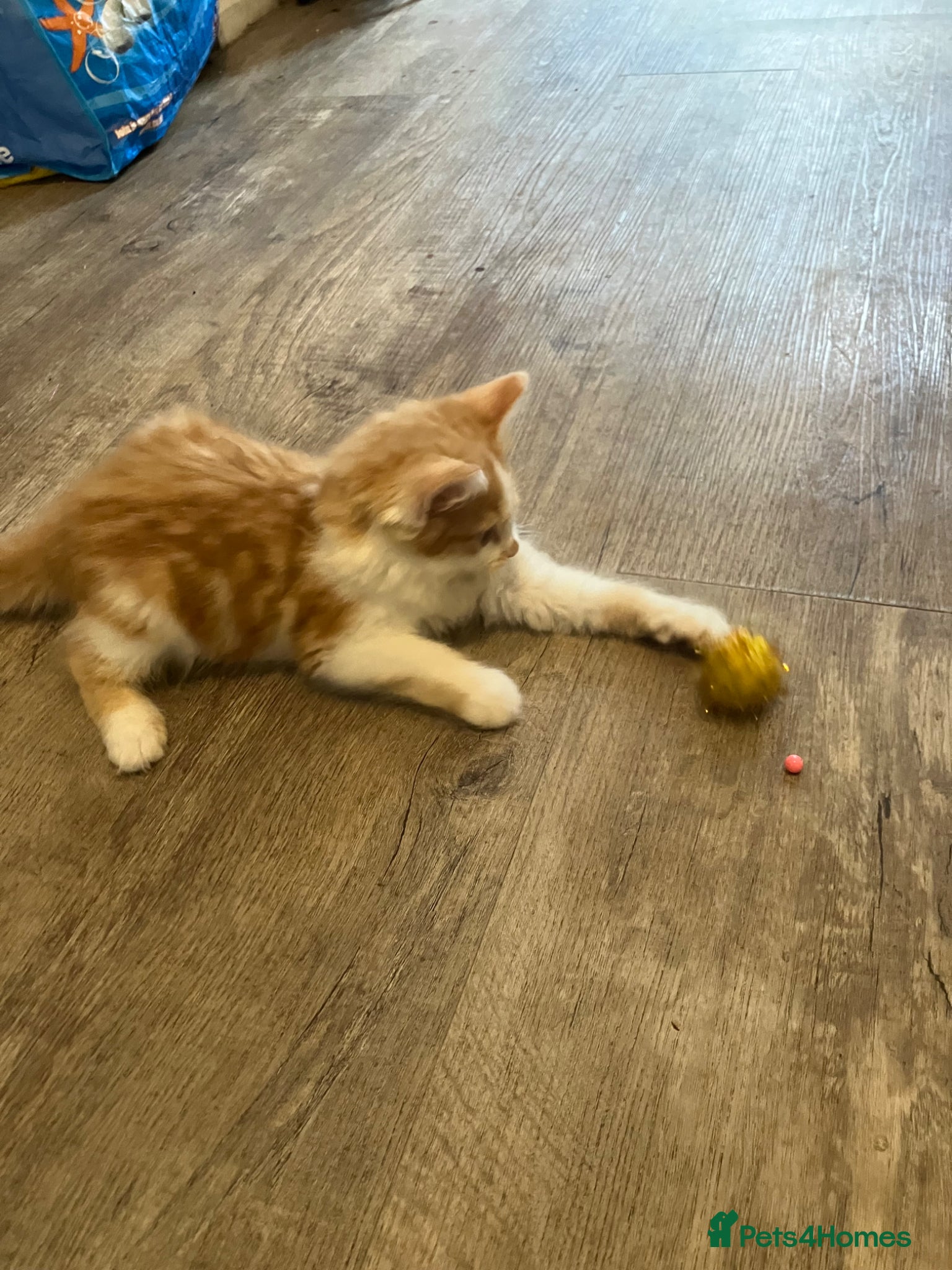 Norwegian Forest Cat cats for sale: Beautiful Norwegian Forest Kittens in Maidstone - Advert 8