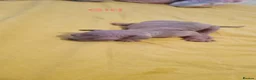 Sphynx cats for sale: Beautiful Newborn Sphynx Kittens4 kittens - Advert 5