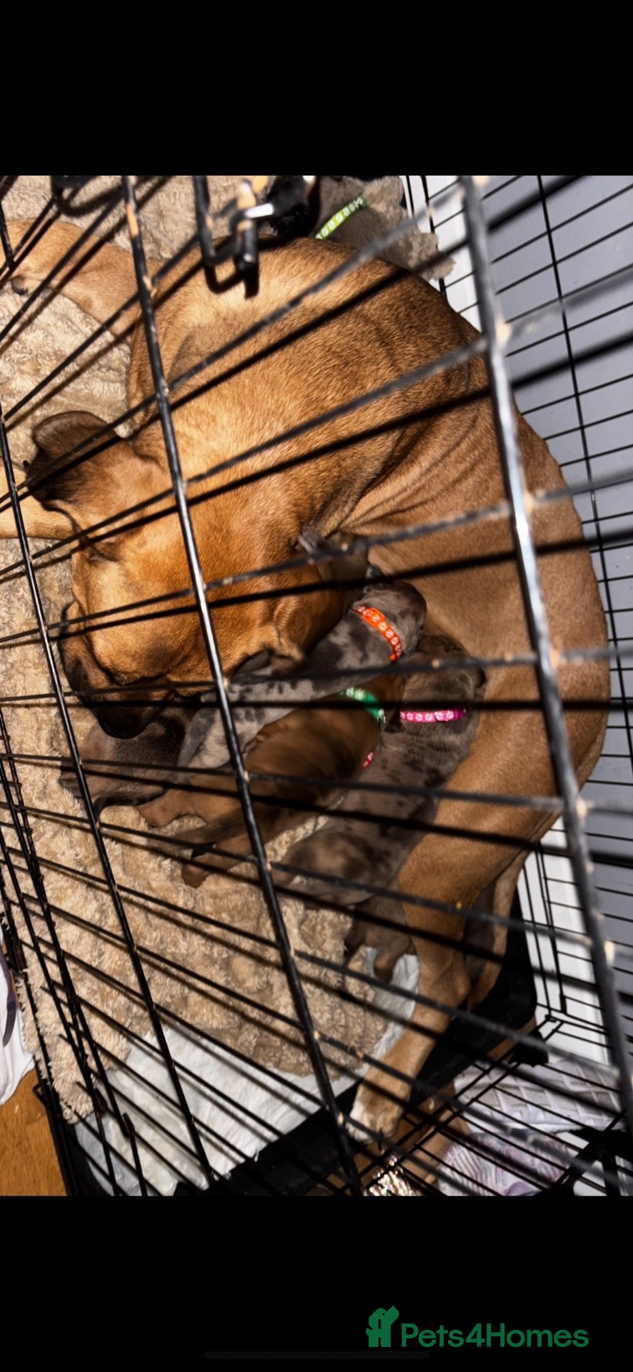 Mixed Breed dogs Mastiff mix  - Advert 16