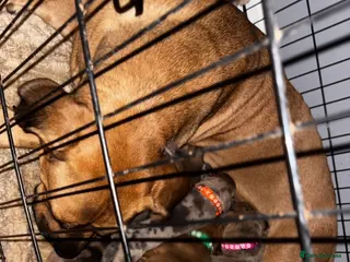 Mixed Breed dogs Mastiff mix - Advert 9