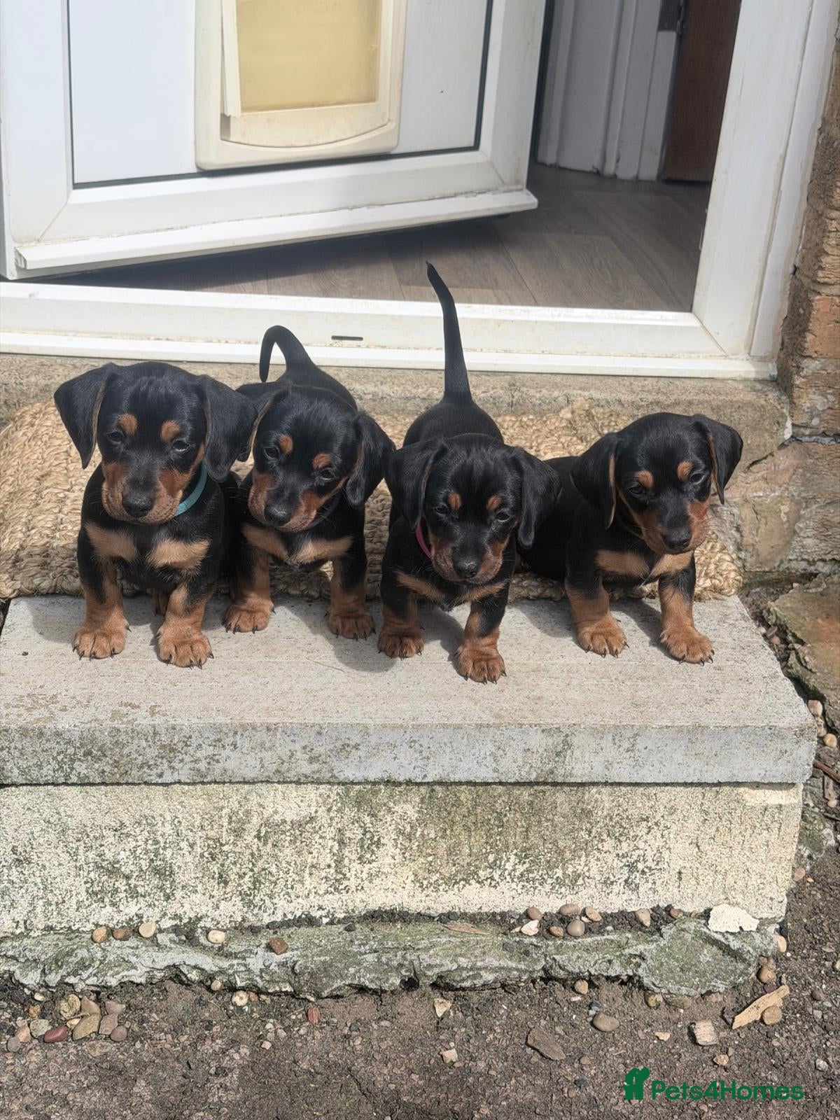 Jackshund dogs Beautiful Mini Daschund x Jack Russel puppies  - Advert 7