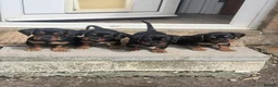 Jackshund dogs for sale: Beautiful Mini Daschund x Jack Russel puppies  in Moreton-in-Marsh - Advert 1