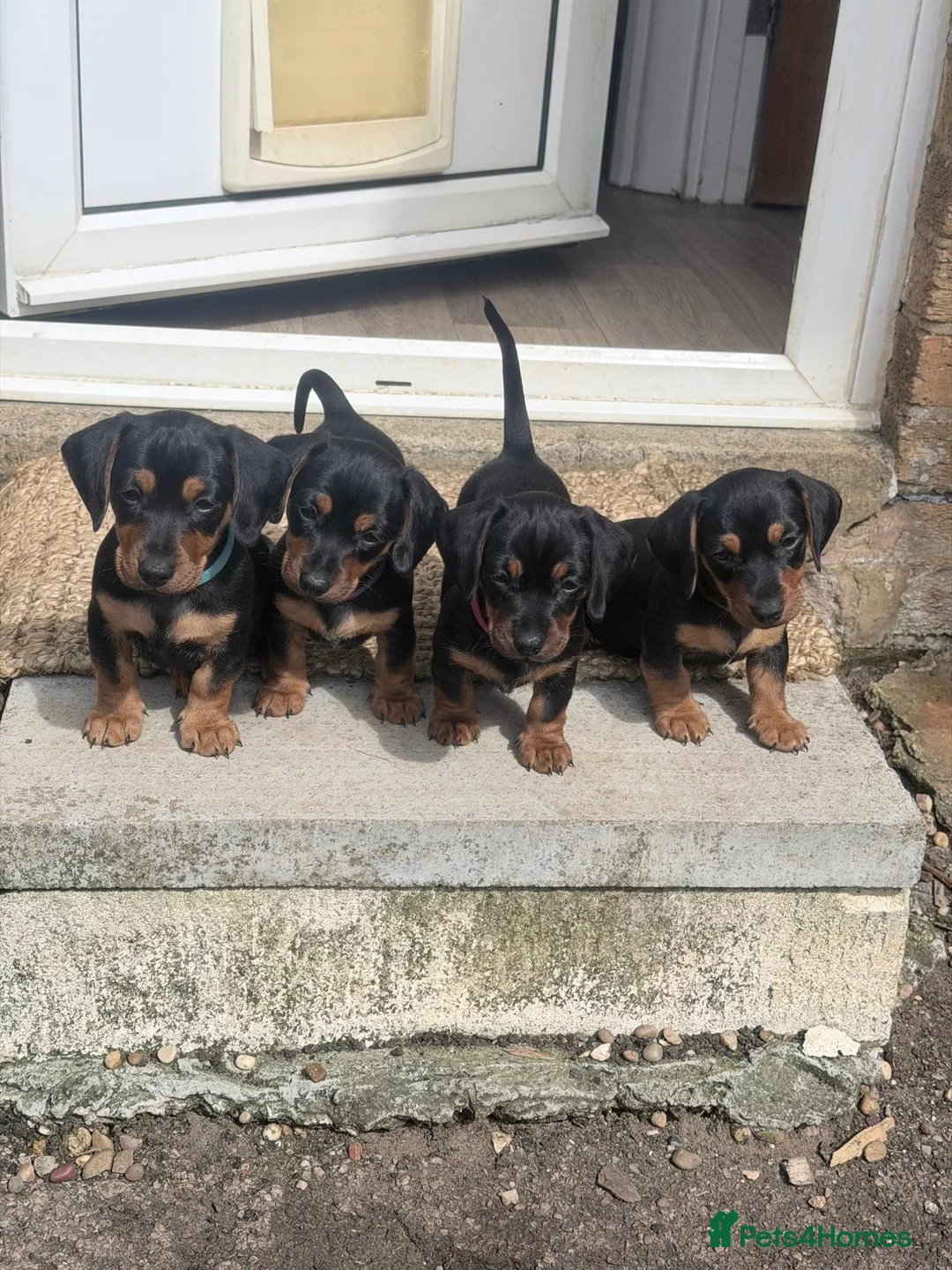 Jackshund dogs for sale: Beautiful Mini Daschund x Jack Russel puppies  in Moreton-in-Marsh - Advert 1