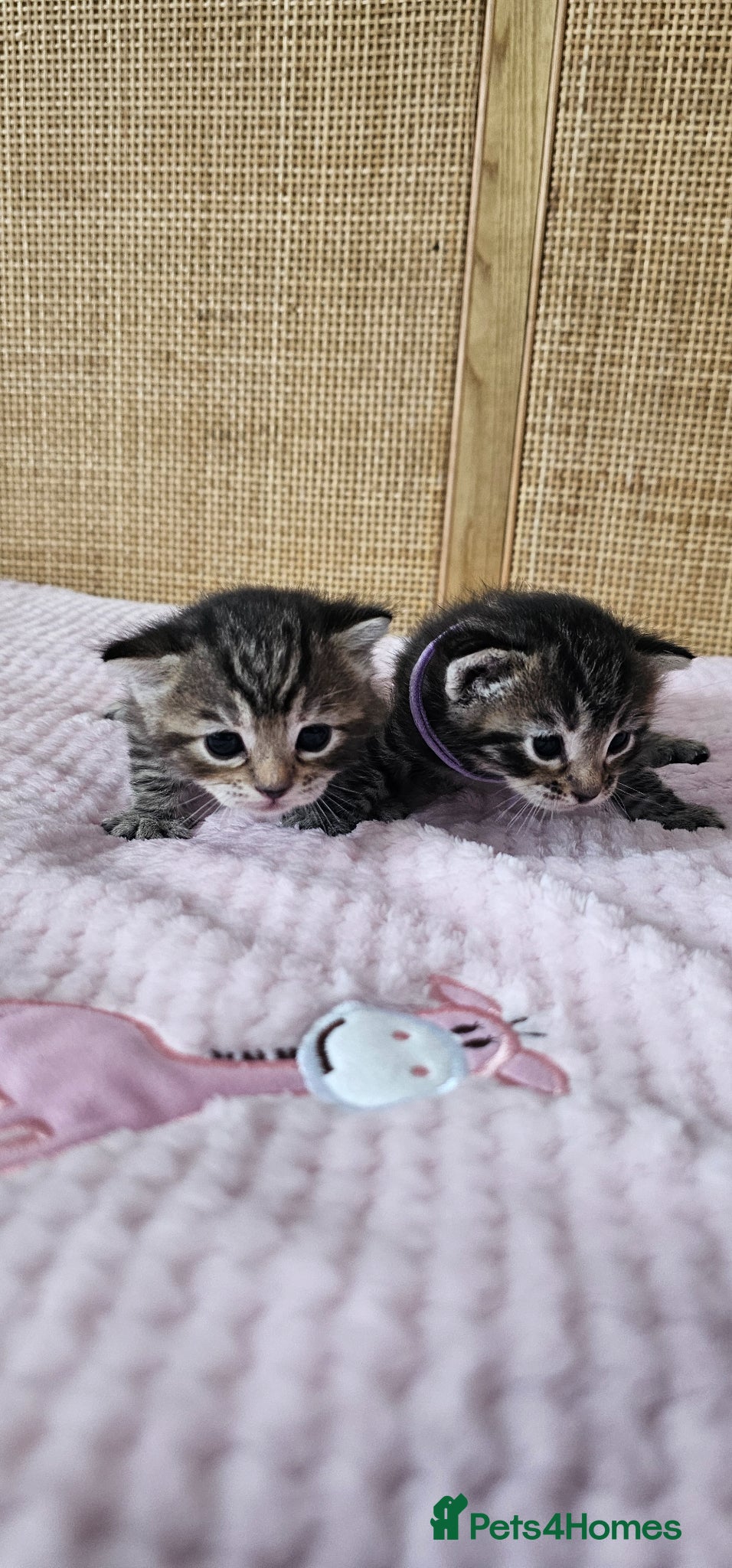 Mixed Breed cats for sale: Beautiful Bengal Mix Kittens - Advert 6