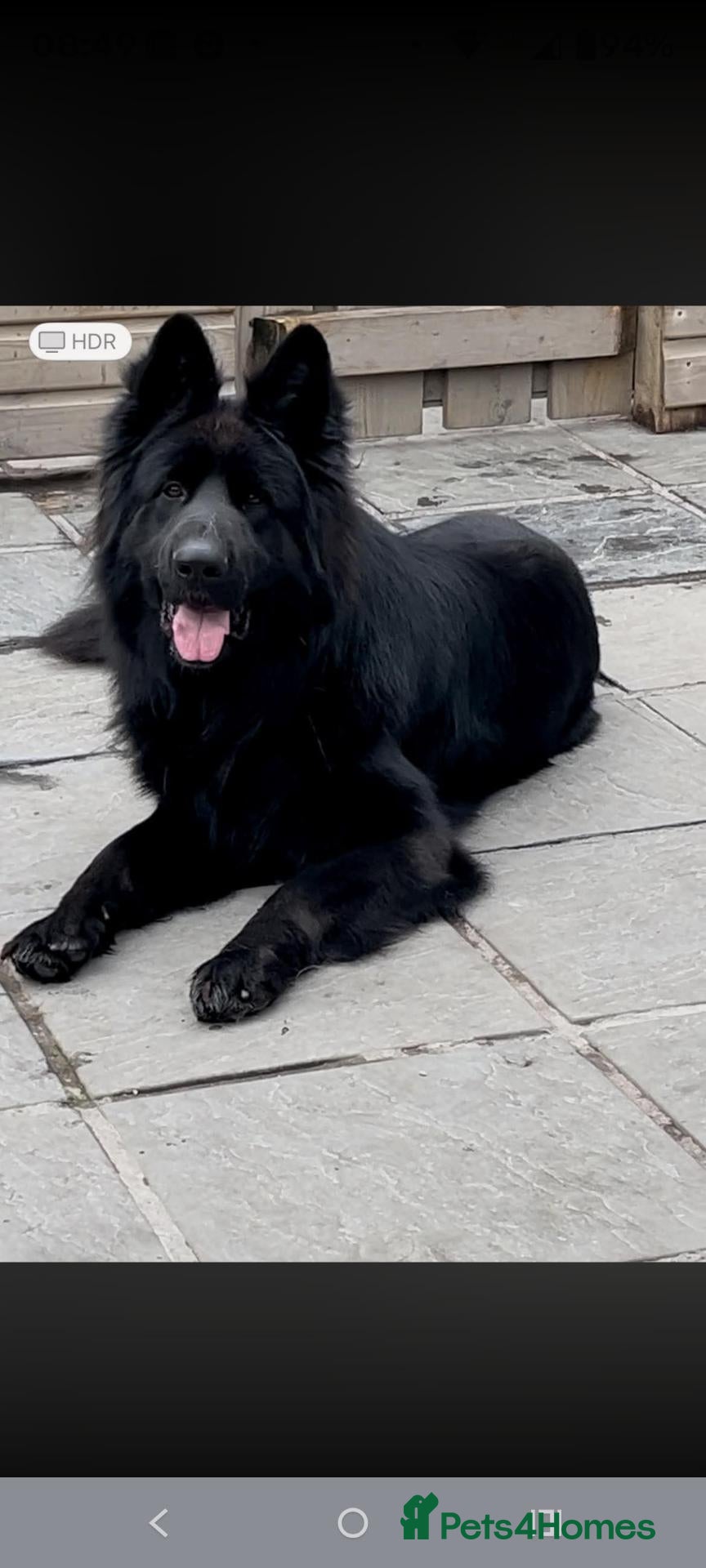 German Shepherd dogs Beautiful top quality long haired German shepherds - Advert 2