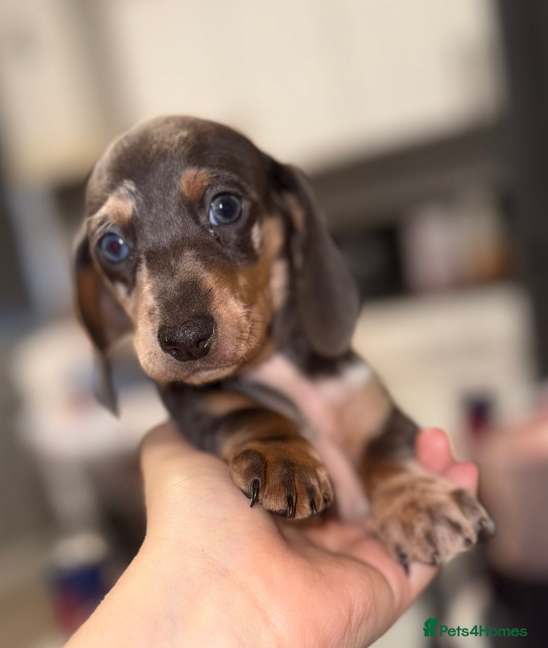 Dachshund dogs for sale: Dachshund pups - Advert 4