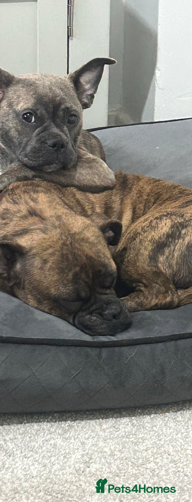 Mixed Breed dogs Frenchie mixed - Advert 4