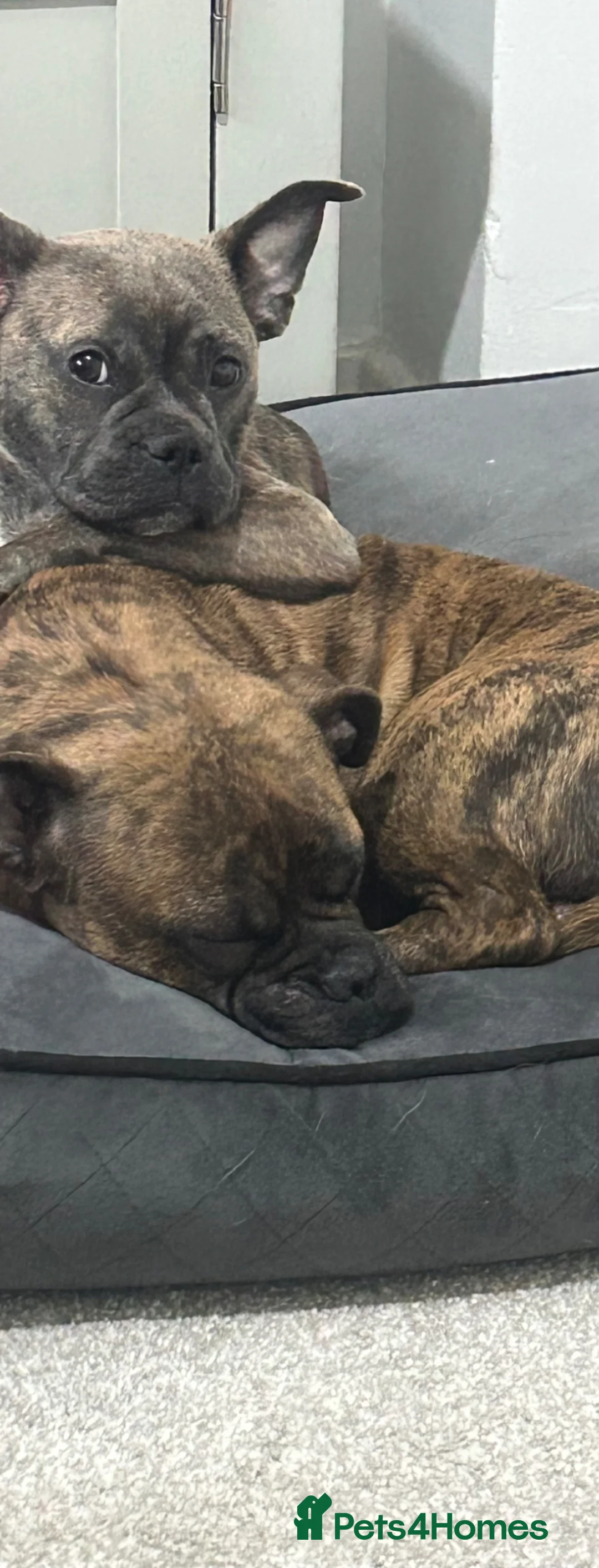 Mixed Breed dogs for sale: Frenchie mixed in Sevenoaks - Advert 1