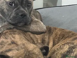 Mixed Breed dogs Frenchie mixed - Advert 8