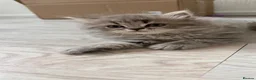Scottish Fold cats for sale: Scottish straight kittens  - Advert 5