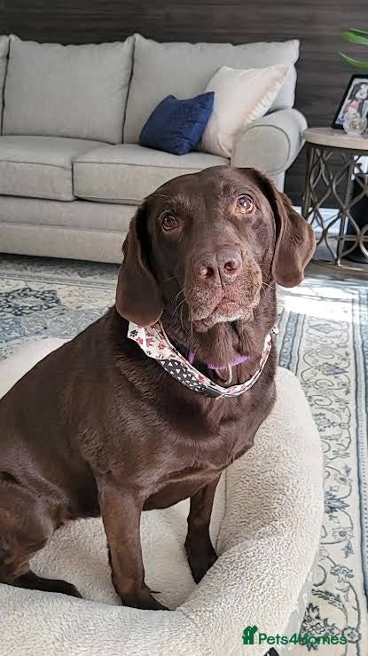 Labrador Retriever dogs Chocolate Labrador - Advert 12